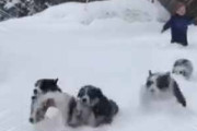 子イヌたちが雪の中を追いかけてくる。ヒャッハ～♪ → 親犬もこんな感じ…