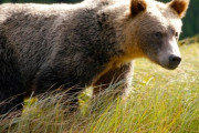 また札幌でクマの被害　トウモロコシやプラムを食い荒らす　ふんや足跡を確認、警戒を呼びかけ