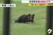 【くま】住宅街を駆け回る子グマ。住民「早く親グマのところに戻って欲しい」。札幌では出没の公園が再び閉園。北海道でクマ目撃相次ぐ