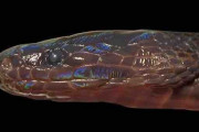 虹色にきらめく光沢を放つ新種ヘビ、ベトナムで発見　ヘビの進化について重要な知見が得られる可能性も