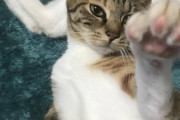 【ねこ画像】エアコン下を占拠する猫さん…何か問題でも？と言いたげなお顔ですねwww