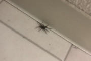 【画像】めっちょでかいクモいたwwwwwwwwwwwwwwwwwwwwwwwwwwwwwwwwwwww