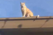 ネコが屋根の上にいた。かわいさアピール、ごろにゃ～ん♪ → こうなる…