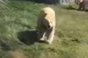 でっかいモフモフが「追いかけっこ」を始めた。まてまて～♪ ぐでーん！ → 白クマさんはこうなった…