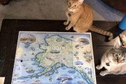 【ねこ画像】地図とねこ、じゅらしっくにゃーく、にゃんこさまがみてる ほか