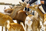 【動画】奈良公園、へずまのマネが溢れて崩壊してしまう・・・・・・