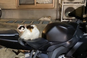 近所のノラネコが勝手にワイのバイクに乗るのをやめさせたい
