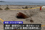 【画像】海岸で比較的新しい魚雷発見ｷﾀ━━━━(ﾟ∀ﾟ)━━━━!!