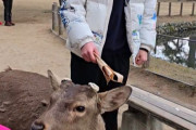 韓国人観光客、奈良の鹿に激辛唐辛子を食わせて嘔吐させる
