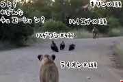 ライオンとハゲワシ、ハイエナ、キリンが偶然出くわすという驚愕のシチュエーション