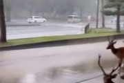 海外「日本の奈良ではシカの雨宿りが見れるんだよ＾＾」