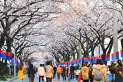 【悲報】韓国人「ソメイヨシノの起源は日本」「桜の花見の起源も日本」日本の桜、済州島原産地説は間違いだった‥　韓国の反応