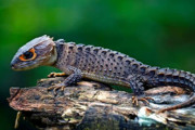 【画像多め】トカゲさん、むっちゃカッコいいwwww