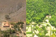 ブラジル人、ハゲ山に400万本植樹 20年間でこうなりました