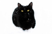 【ねこ画像】雪とクロネコ、犯人はこいつか！？ ほか【再】