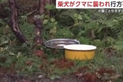 4歳の柴犬､クマに連れ去られ行方不明に 小屋ごと引きずられる