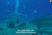 20年間「狂暴なはずのサメ」と交流を続けてきたダイバーさんの話  海外の反応