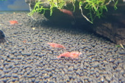【悲報】アクアリウムショップで購入した紅白のエビ、全滅