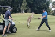 カンガルーのいるオーストラリアのゴルフ場こわすぎｗｗｗ