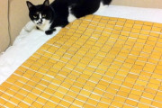 【ねこ画像】竹シーツはお気に召さなかったようです、初入箱からはや2年 ほか