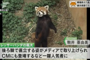 【動画】レッサーパンダの風太くん、立てなくなって目も見えなくなる…