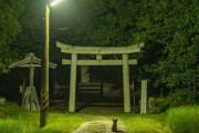 真夜中の神社を撮っていたら偶然出会った動物が「神のお使い」のような雰囲気だった