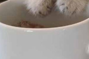 子ネコが「コーヒーカップ」に前足を乗せていた。まだ眠いにゃ → ちっこい毛玉はこんな感じ…