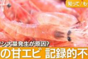 【速報】23歳女さん、甘エビを食べて死亡。。。