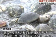 【産地偽装】「熊本産」アサリ　97％が外国産　中国産アサリを干潟に撒き短期間で回収。熊本産として出荷