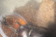 【朗報】ワイの飼ってるカブトムシ、今日も元気に餌をむさぼり食う