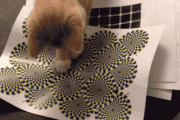 【GIF】 うちの猫にこれ試そうと思っている