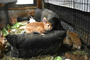 【神奈川】ウサギのペットで多頭飼育崩壊　２匹が２年で２００匹以上に
