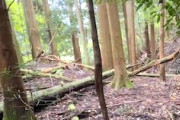【動画】森の中にぽっかり空いた絶対に這い上がれない落とし穴。