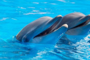 Google、イルカのコミュニケーション解読を目指すAIモデル「DolphinGemma」発表