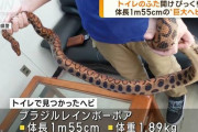 トイレの蓋を開けたらヘビが…体長1.5m体重2kg ((((；ﾟДﾟ))))