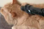 うちのネコは掃除機が好き。顔はダメ！ 他はよし♪ → モフモフを吸うとこうなります…