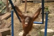 【朗報】子供オランウータン、遊んでたら鉄棒がぶつかって泣くｗｗｗ