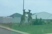 決闘中のカンガルーが目撃される…　海外の反応