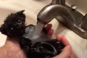 お風呂の気持ちよさを知ってしまった子猫が可愛すぎるｗｗｗ