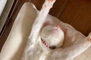 【画像】完全に野生を失った猫がヤバすぎる・・・