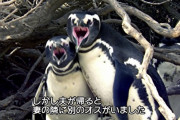 【マジかよ】NTR（寝取られ）、ペンギン界にも存在していた