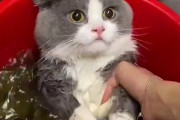 【動画】猫ちゃん可愛い