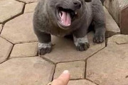 【画像】ドラクエのモンスターみたいな犬が見つかるｗｗｗｗｗｗｗｗｗｗｗｗｗｗｗｗｗｗｗｗｗｗｗｗ