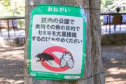 【悲報】日本人、ついにセミを食い始めるwwwwwwwww 公園に捕獲禁止の張り紙