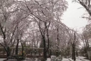 海外「日本の美しい雪と驚くほど美しい桜！」雪の中桜咲く埼玉の街を散歩（海外の反応）