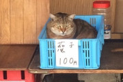 【ねこ画像】なすはどこにいった、おやこクロ ほか