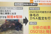 【画像】60頭の牛を襲った怪物熊OSO18「駆除された時の写真が発見」⇒気づかず、既にジビエ料理として提供ｗｗ