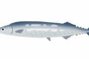 【悲報】サンマ、不漁で高級食材へｗｗｗｗｗｗｗ
