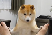 海外「地球上に生きている生物の中で、柴犬が一番かわいいと誓う」芸が達者な柴犬の動画が話題に（海外の反応）