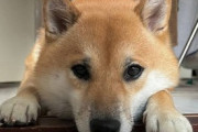 【画像多め】柴犬の「これでいいんだよ」感 ←わかる？